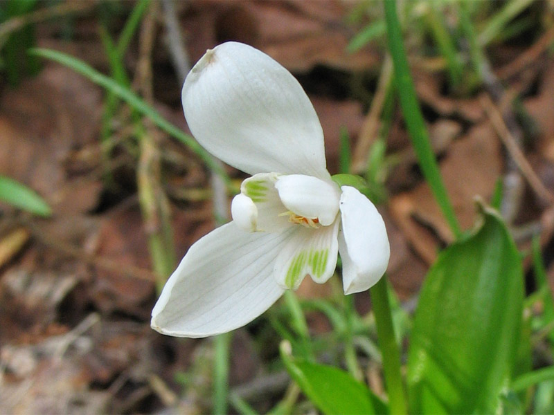 Image of Galanthus woronowii specimen.