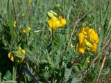 Lathyrus pratensis. Верхушка цветущего растения. Свердловская обл., Североуральский городской округ, окр. пос. Сосьва, смешанный лес, бывшая дер. Воскресенка, разнотравная поляна. 13.06.2015.