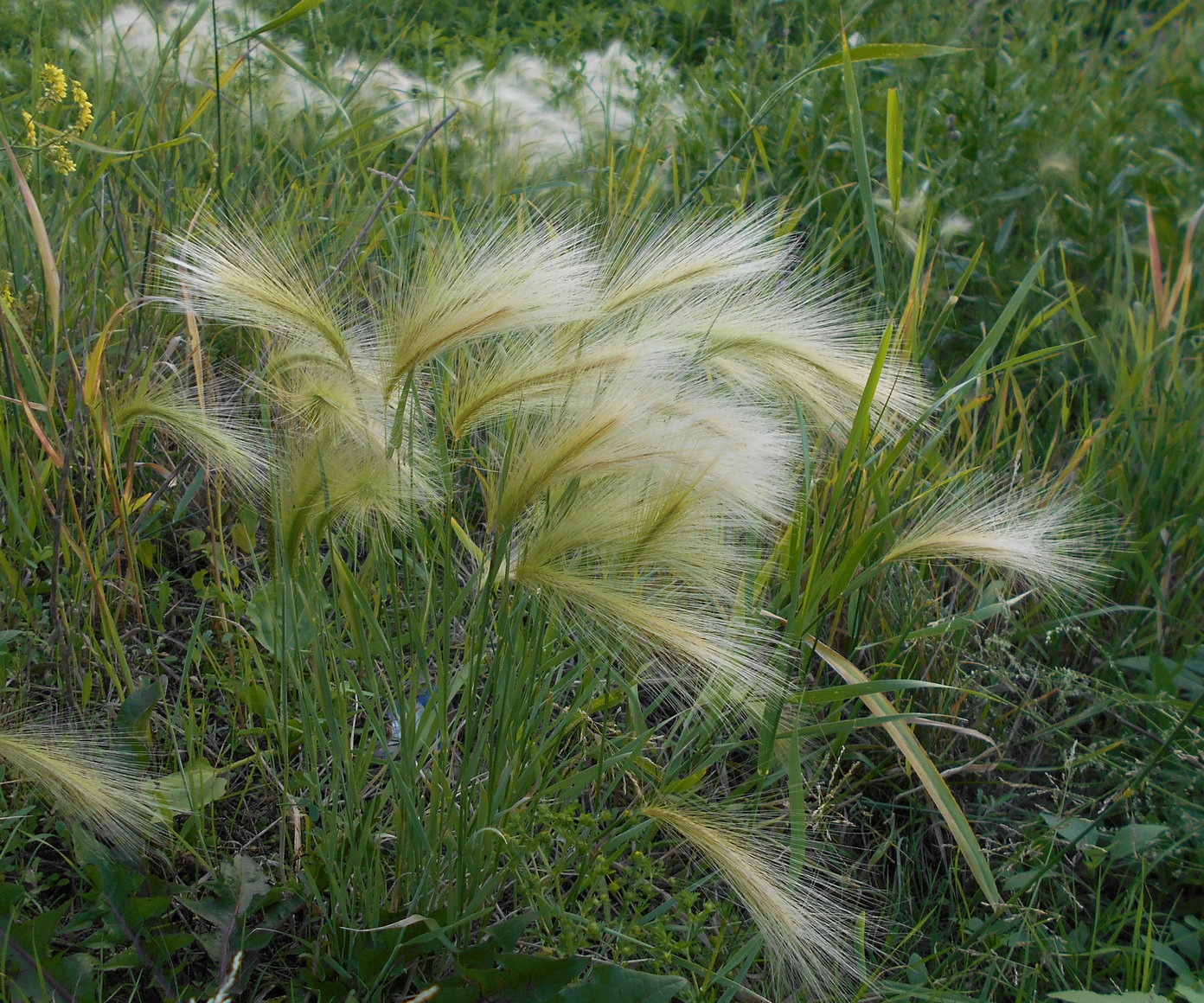 Image of Hordeum jubatum specimen.