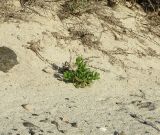 Patellifolia procumbens