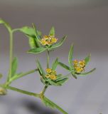 Bupleurum semicompositum