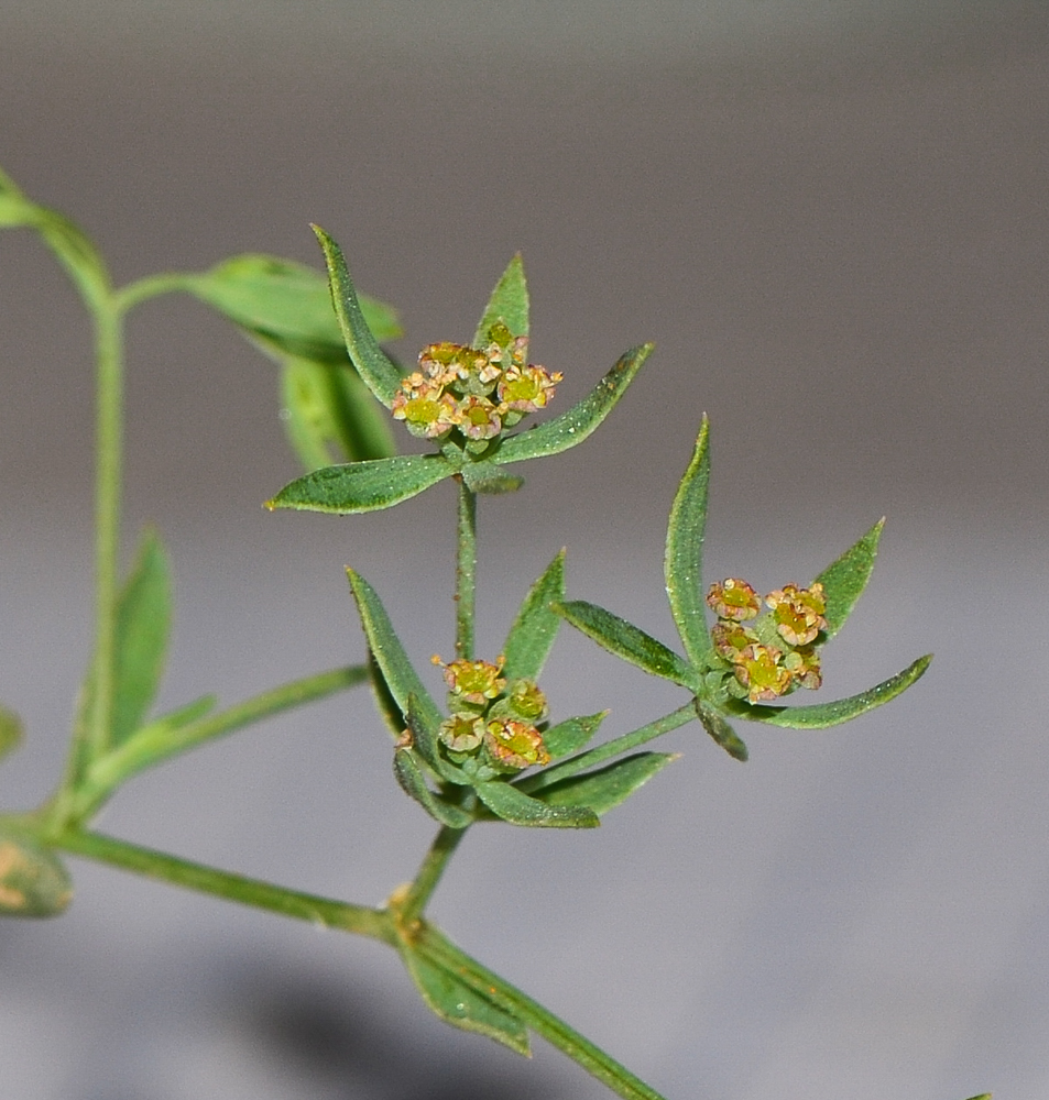 Image of Bupleurum semicompositum specimen.