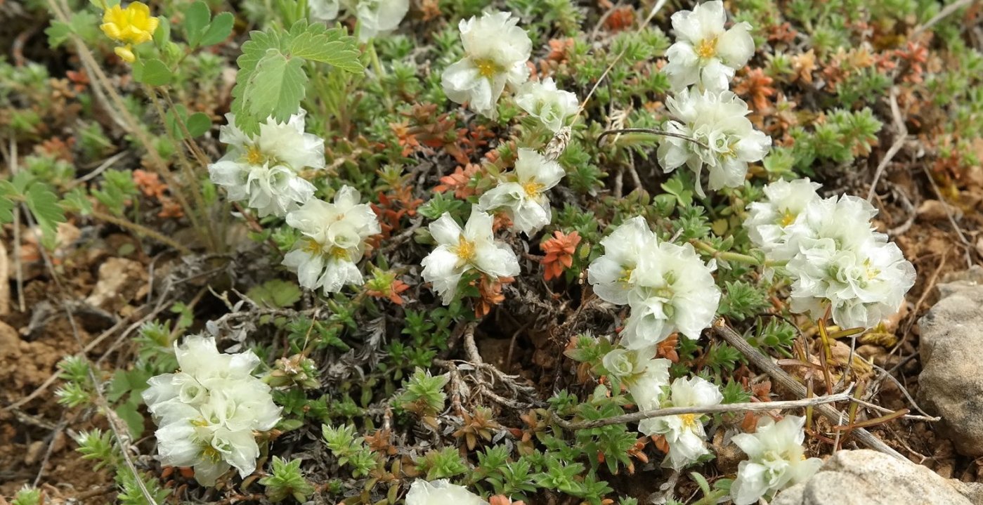 Изображение особи Paronychia cephalotes.
