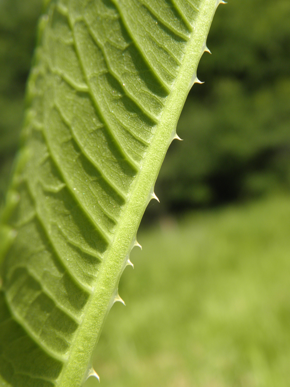 Image of Dipsacus fullonum specimen.