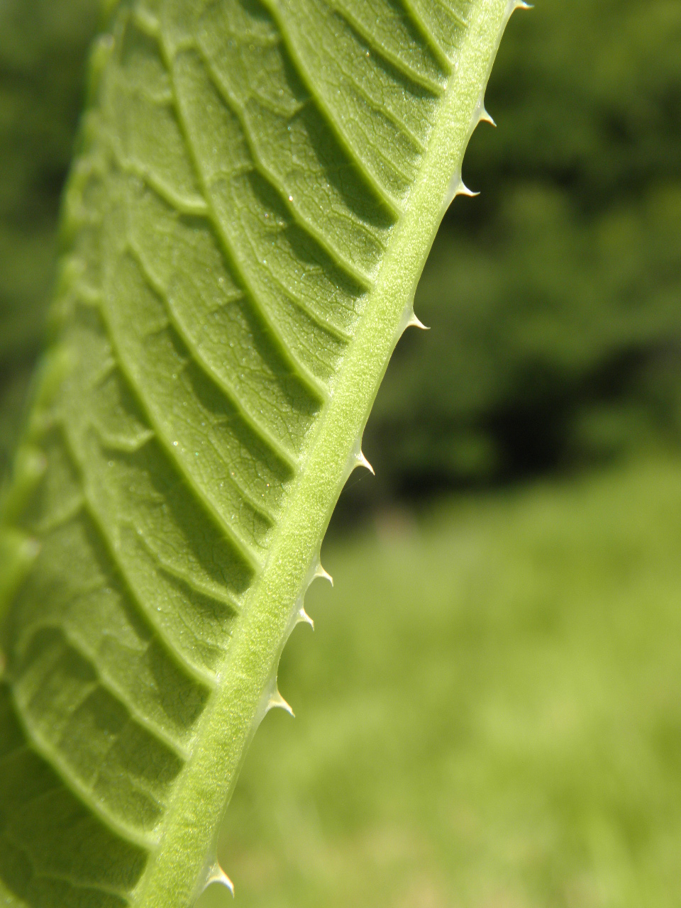 Изображение особи Dipsacus fullonum.