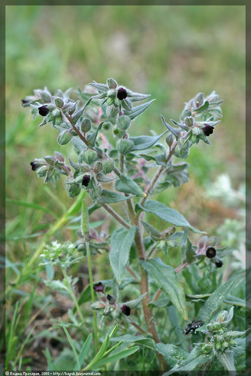 Image of Nonea rossica specimen.