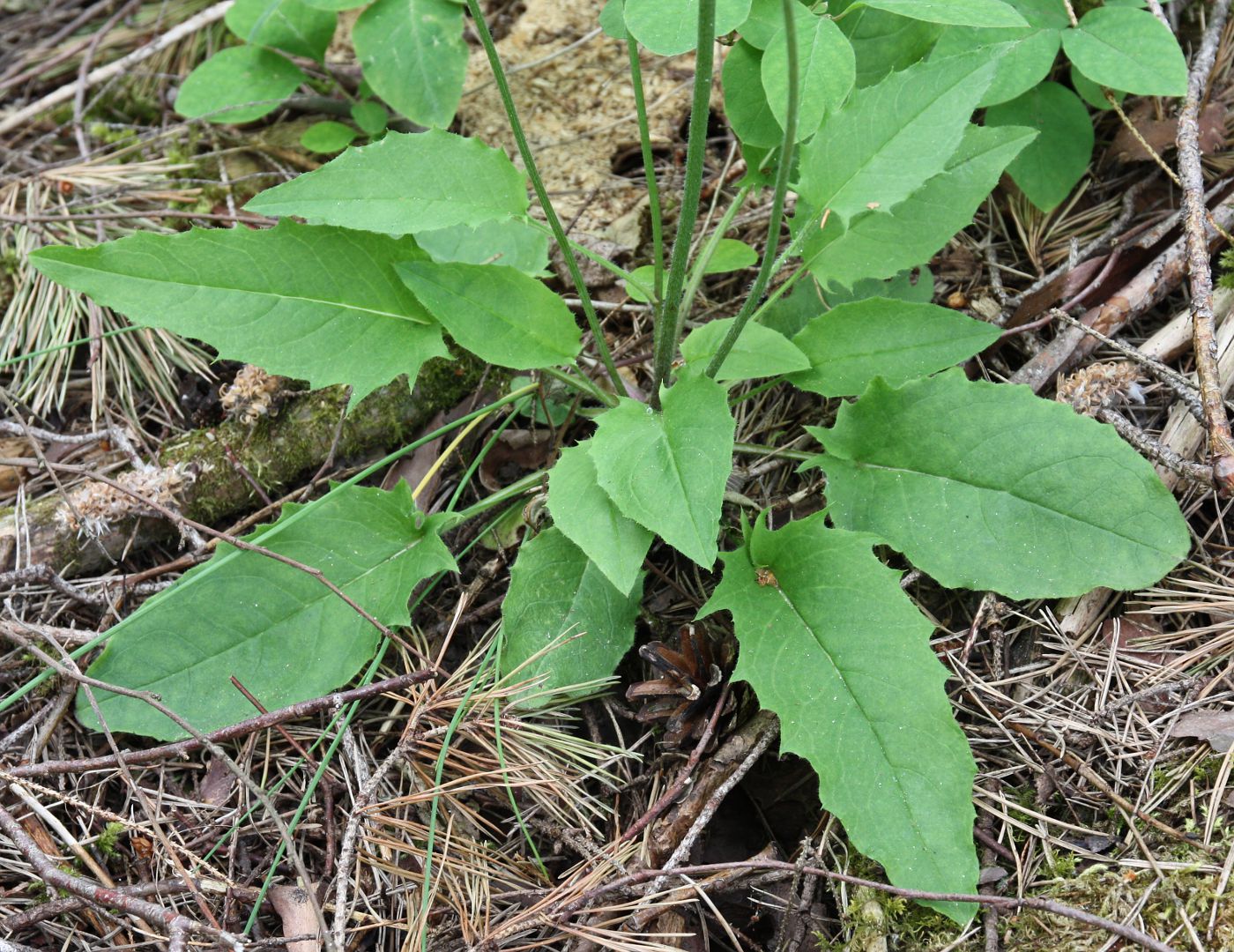 Изображение особи Hieracium pellucidum.