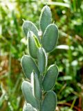 Fibigia eriocarpa. Верхушка растения с созревающими плодами. Краснодарский край, г. Новороссийск, склон горы Большой Маркотх, над Андреевским перевалом. 13.06.2016.