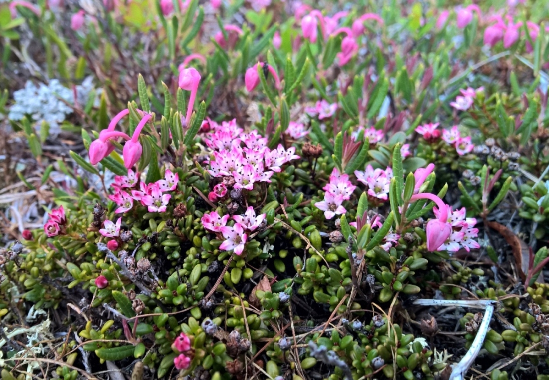 Изображение особи Loiseleuria procumbens.