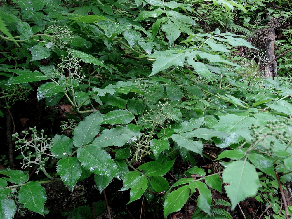 Изображение особи Sambucus sibirica.