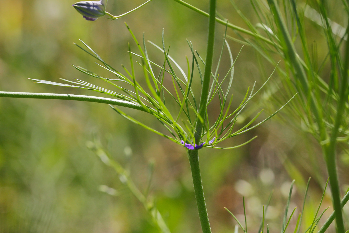 Image of Delphinium consolida specimen.