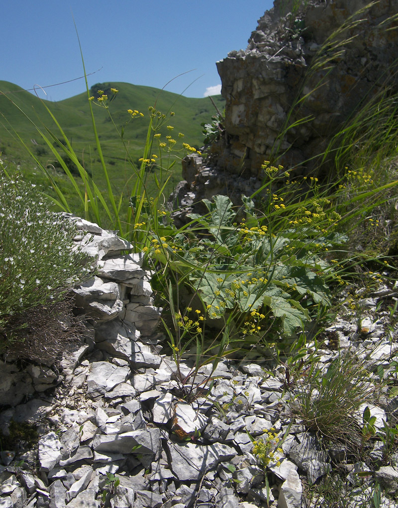 Изображение особи Bupleurum falcatum.