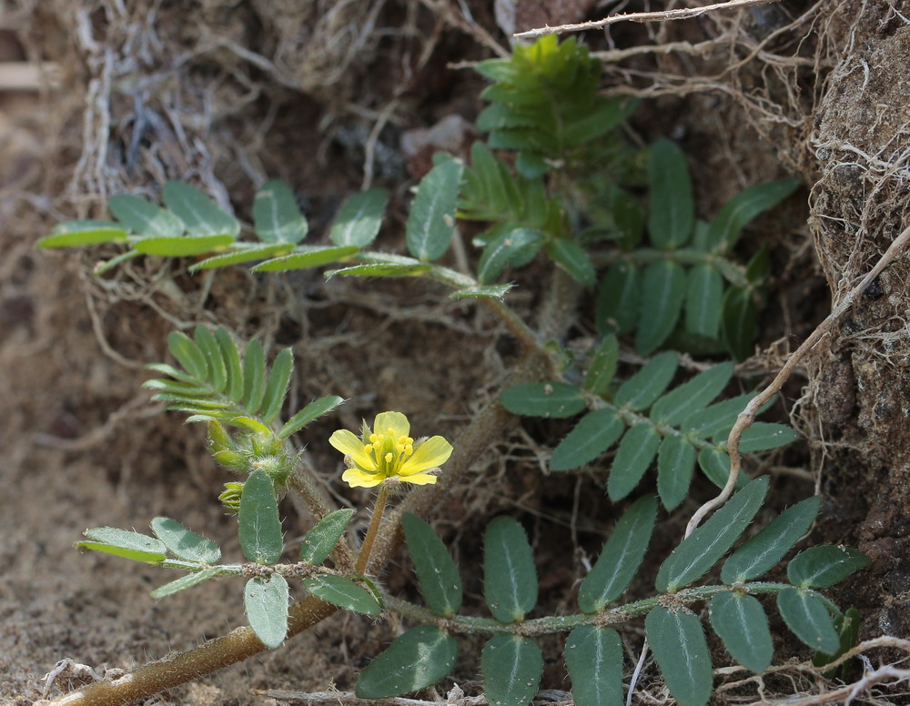 Изображение особи Tribulus terrestris.