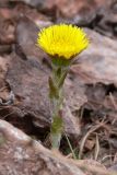 Tussilago farfara