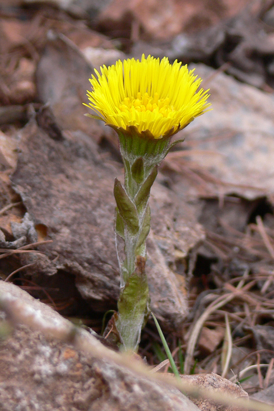 Image of Tussilago farfara specimen.