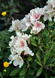 Rhododendron caucasicum. Верхушки побегов с соцветиями. Северная Осетия, Ирафский р-н, долина р. Гебидон, субальпийский луг (выс. около 2500 м н.у.м.). 07.07.2016.