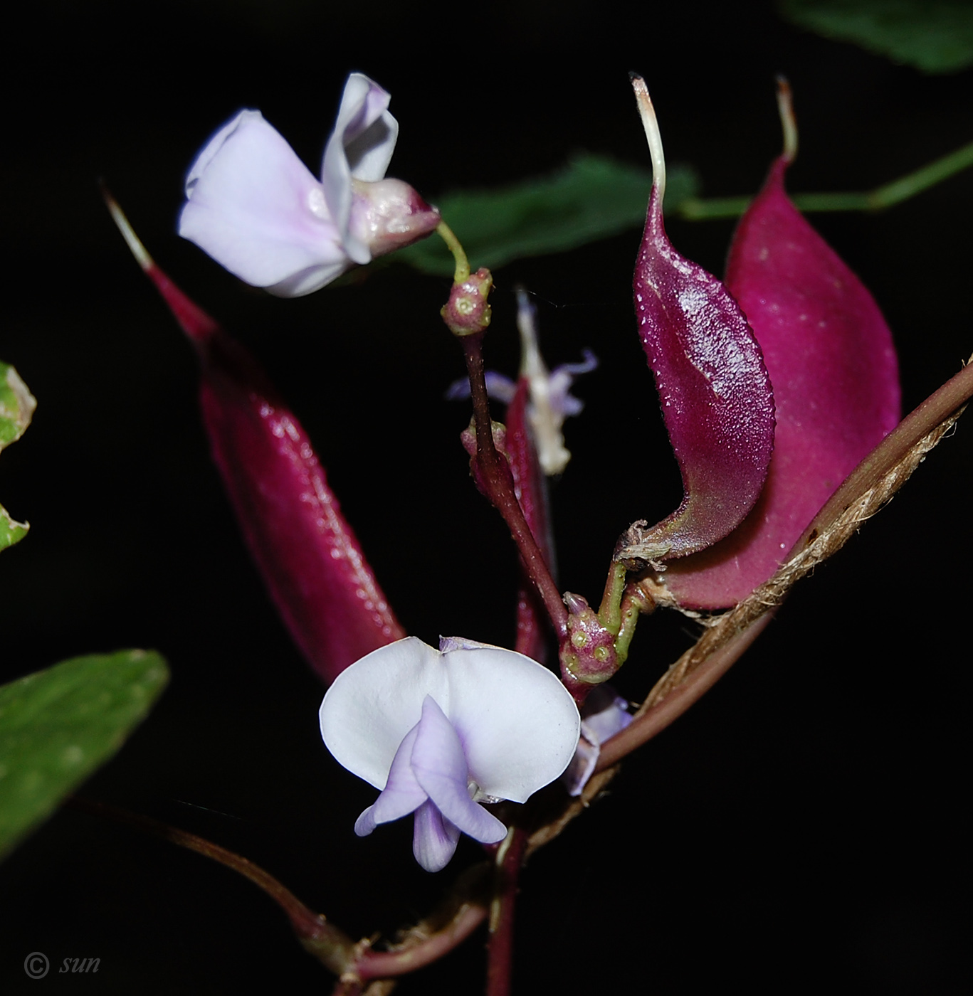 Изображение особи Dolichos purpureus.