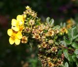 Dasiphora fruticosa. Цветущие и отцветшие цветки на вершине побега. Московская обл., Раменский р-н, окр. дер. Хрипань, садовый участок. 24.08.2016.