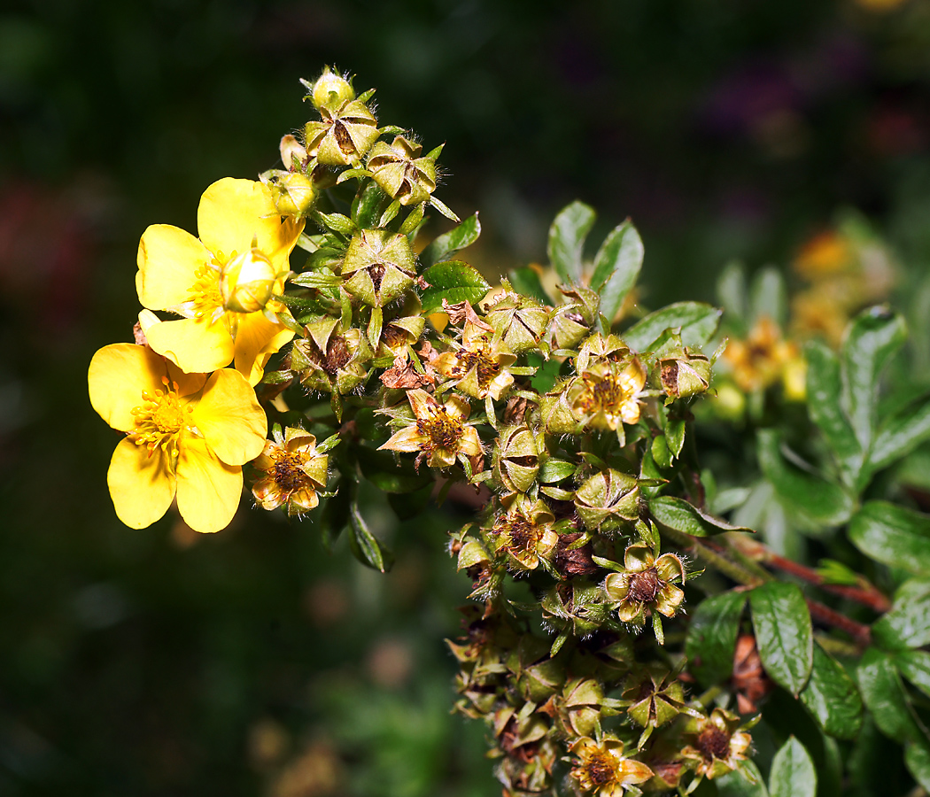 Image of Dasiphora fruticosa specimen.