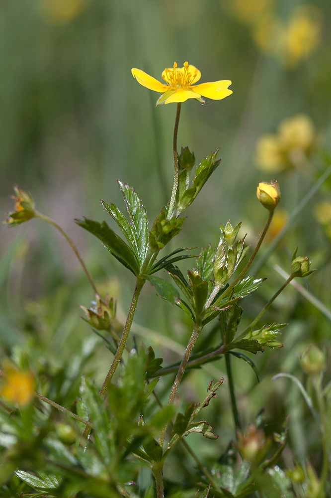 Image of Potentilla erecta specimen.