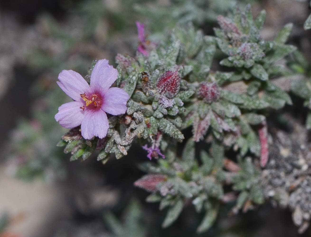 Image of Frankenia capitata specimen.