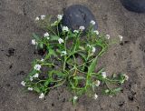 Cakile arctica