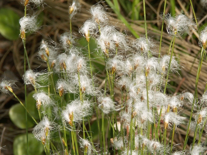 Изображение особи Trichophorum alpinum.