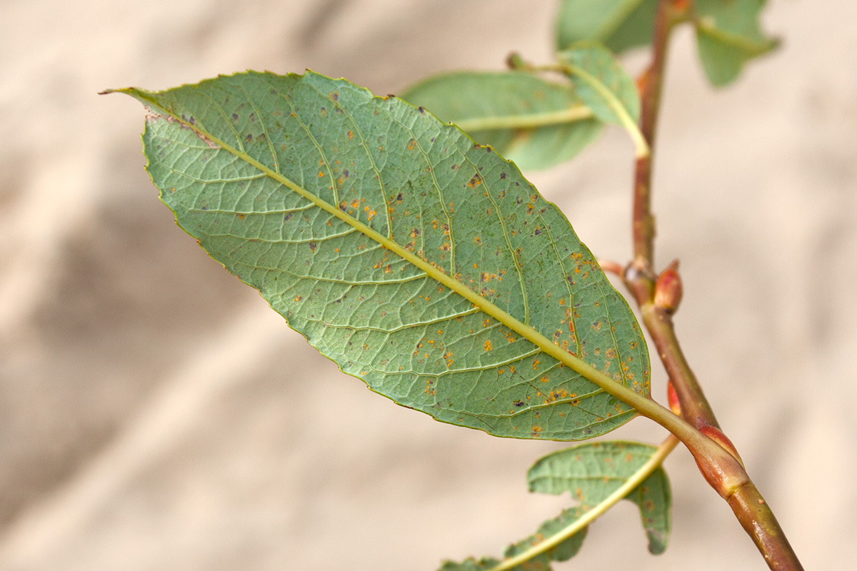 Image of Salix phylicifolia specimen.