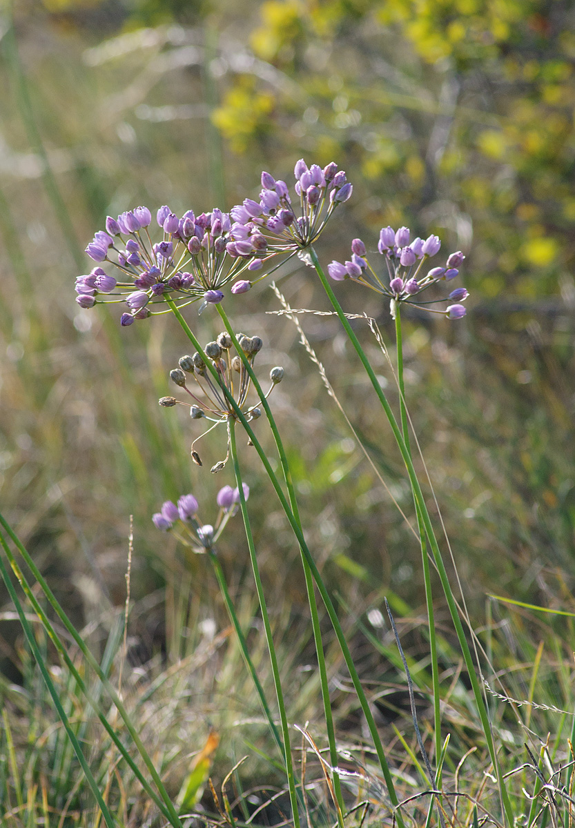 Image of Allium rubens specimen.