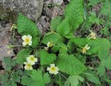 Primula vulgaris. Цветущее растение. Краснодарский край, Абинский р-н, окр. пос. Ахтырский, лес. 29.03.2016.