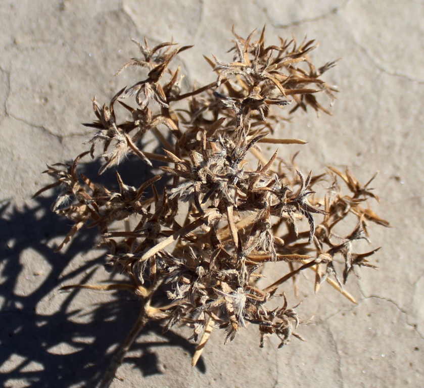 Image of Halimocnemis pilifera specimen.