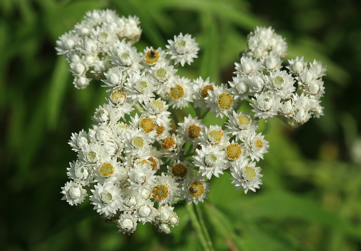 Image of Anaphalis margaritacea specimen.