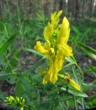 Genista tinctoria. Цветки. Кировская обл., Яранский р-н, окр. с. Лум, край соснового леса вдоль дороги. 23.06.2015.