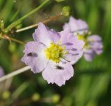 Alisma plantago-aquatica. Аномальный цветок с отдыхающими мухами. Восточный Казахстан, Уланский р-н, окр. с. Украинка, влажный луг. 25.06.2015.