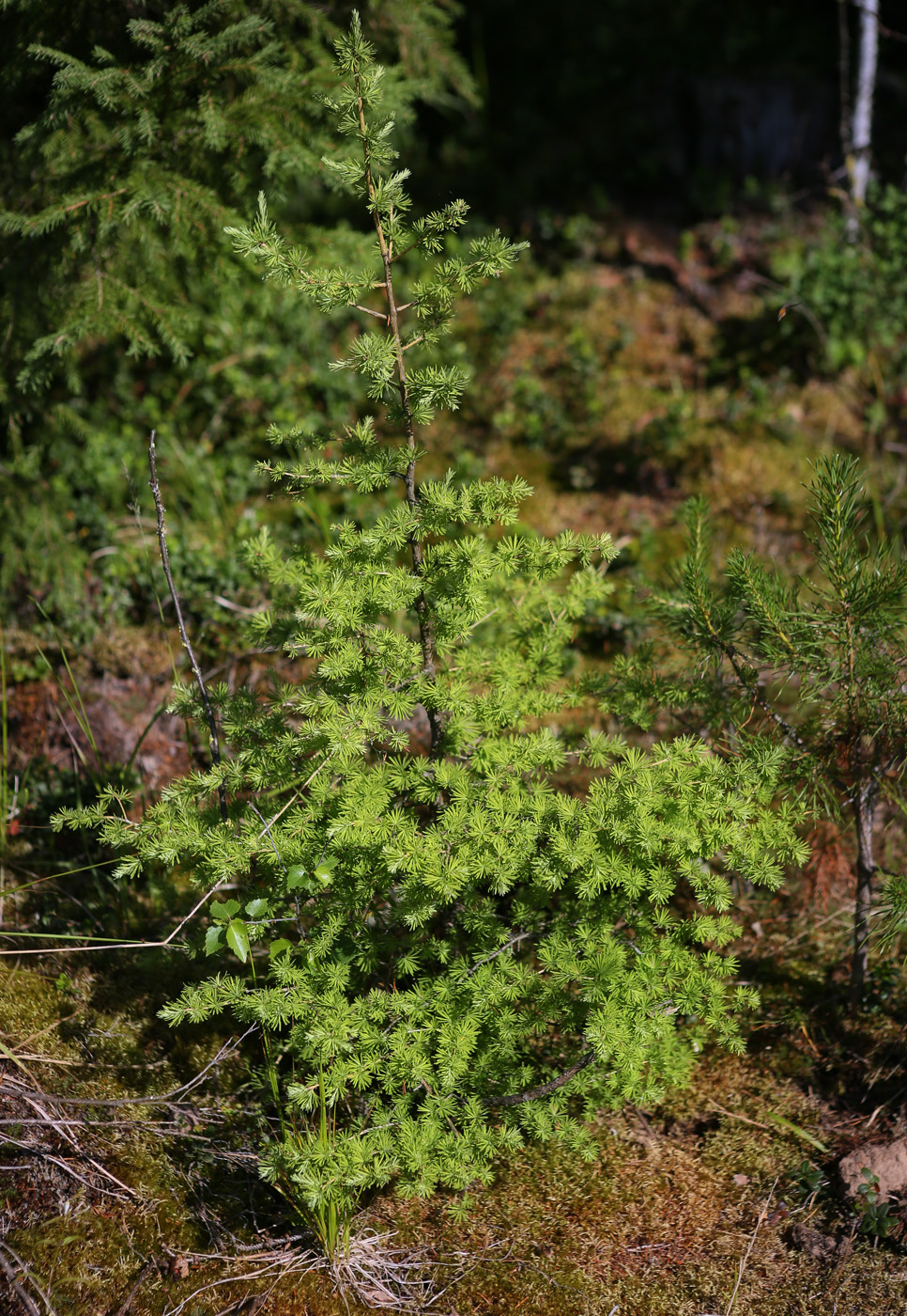 Изображение особи Larix sibirica.