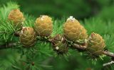 Larix kamtschatica