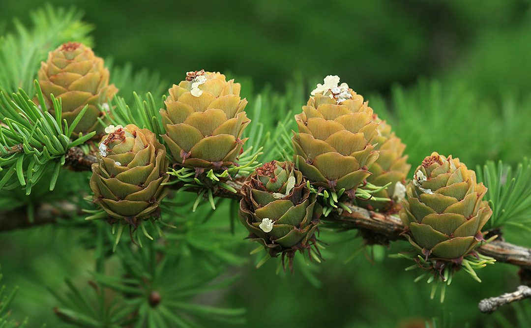 Image of Larix kamtschatica specimen.