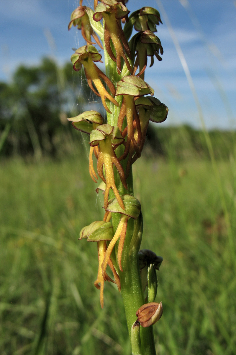 Image of Orchis anthropophora specimen.