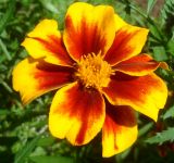 Tagetes patula