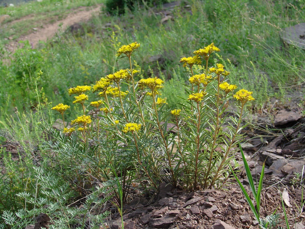 Изображение особи Aizopsis baicalensis.