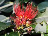 Metrosideros excelsa