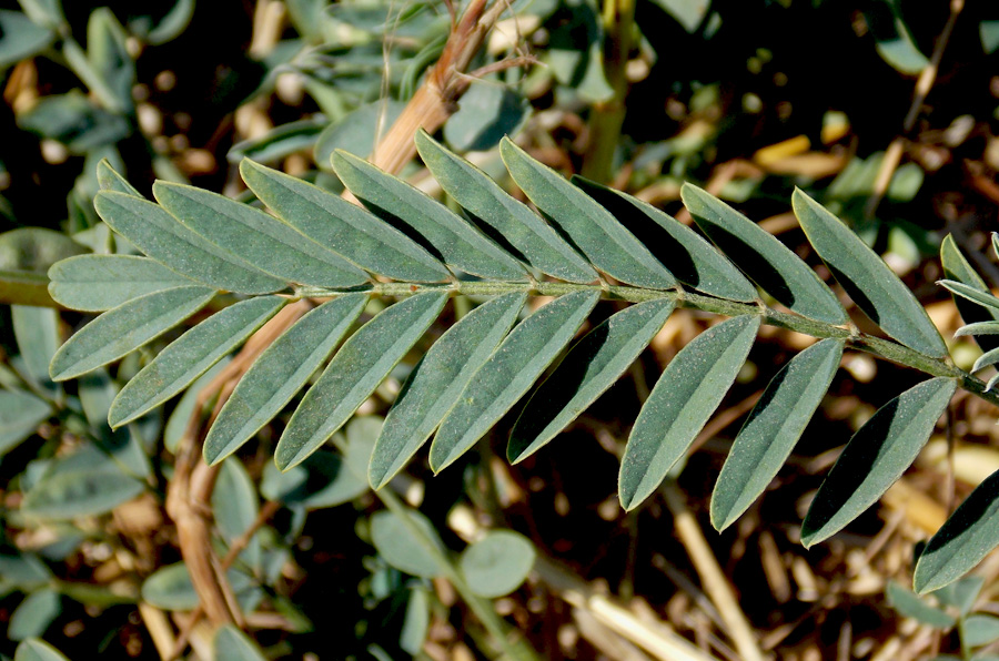 Image of Onobrychis viciifolia specimen.