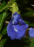 Clitoria ternatea. Цветок с притаившимся пауком. Таиланд, о-в Пхукет, курорт Ката, пустырь у грунтовой дороги. 09.01.2017.