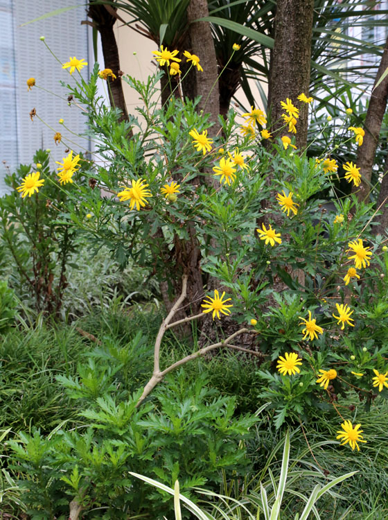 Изображение особи Euryops chrysanthemoides.