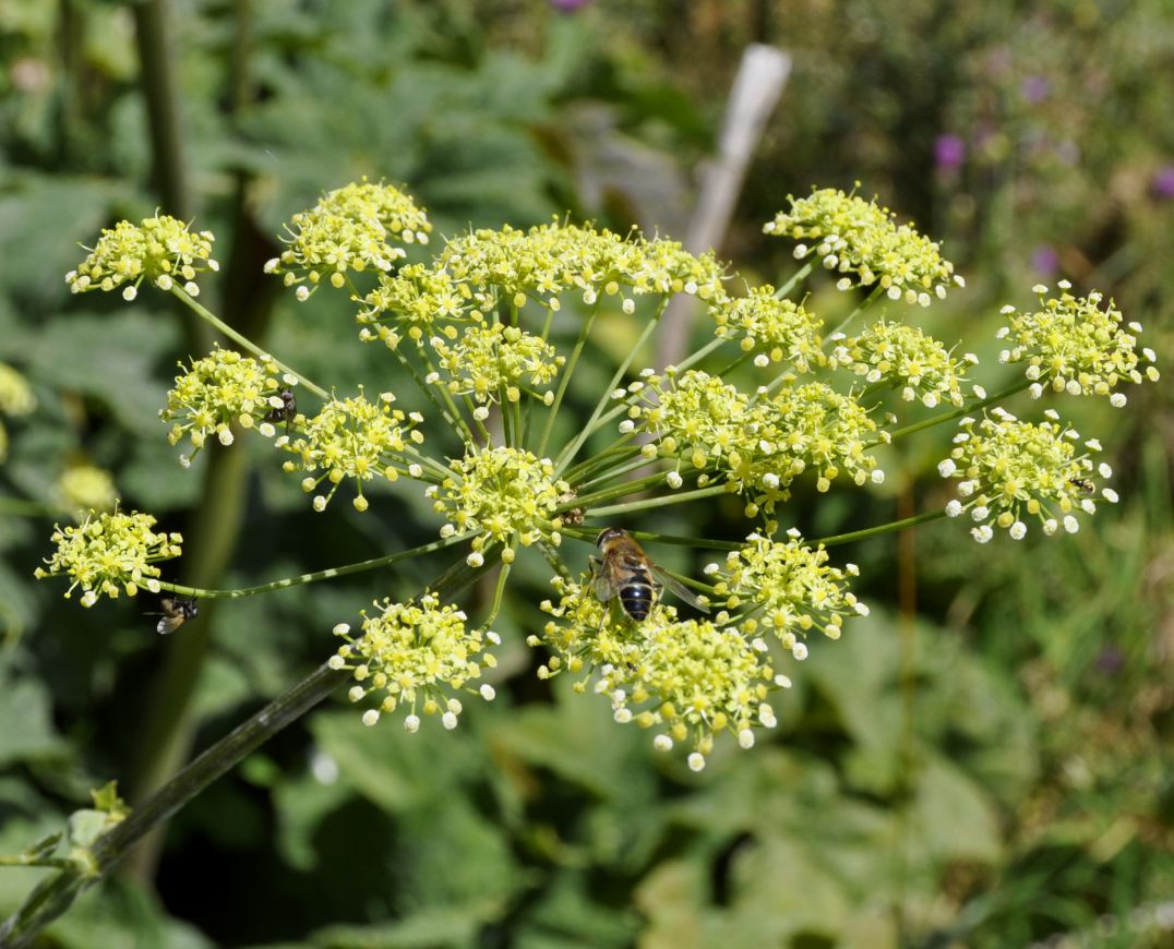 Image of Heracleum sphondylium ssp. ternatum specimen.