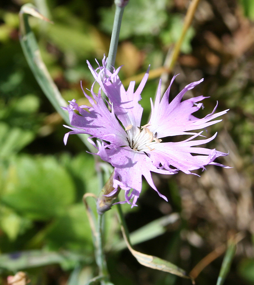 Изображение особи род Dianthus.