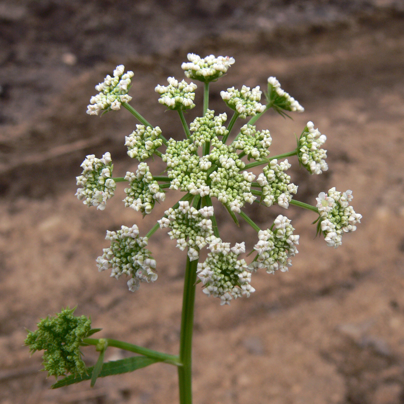 Image of Sium suave specimen.