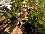 Polygala vaillantii. Основание растения, видны стебли и листья. Беларусь, Гродненская обл., Новогрудский р-н, окр. дер. Селец, злаково-разнотравный луг между лесозащитной полосой (Picea abies) и трассой. 09.05.2014.