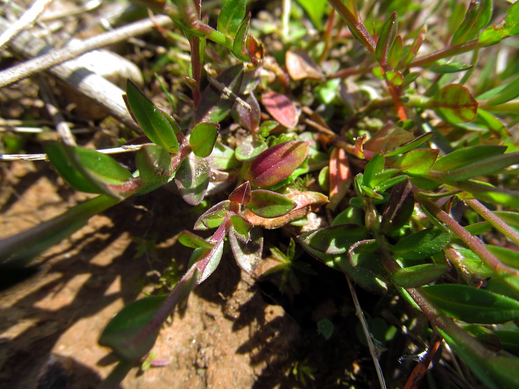 Image of Polygala vaillantii specimen.