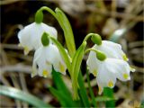 Leucojum variety carpathicum